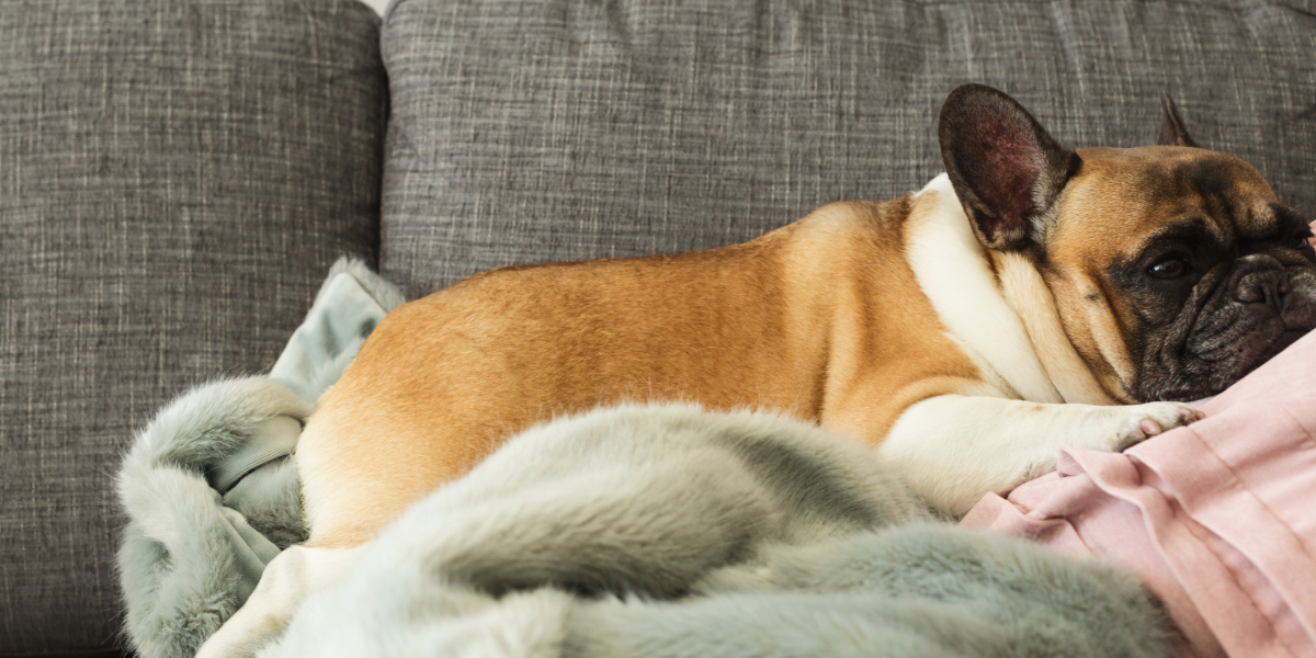 Rico Plato Pet Products