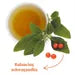Tea bag with a leaf and a cup of tea on a white background